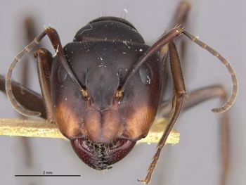 Media type: image;   Entomology 21447 Aspect: head frontal view